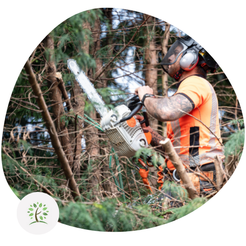 tree surgeons Ruislip