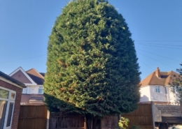 conifer trim Pinner